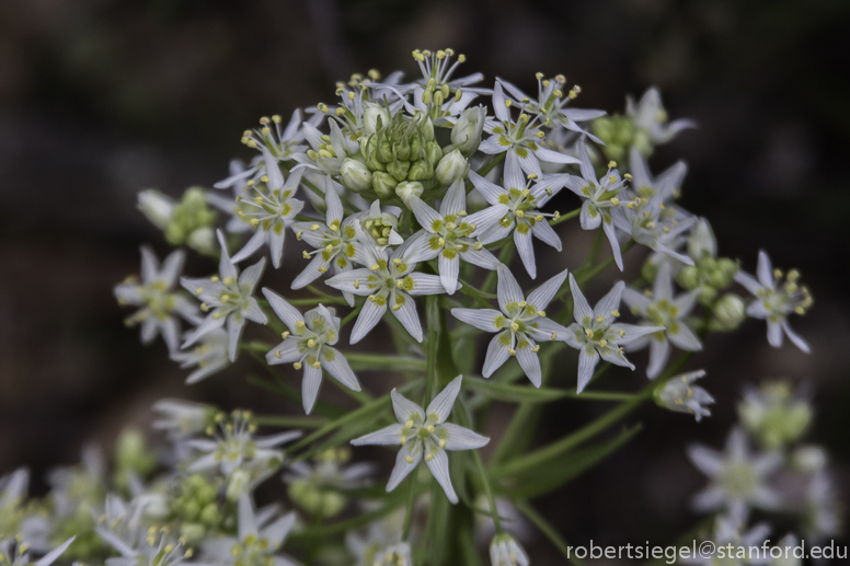 Fremont star lily